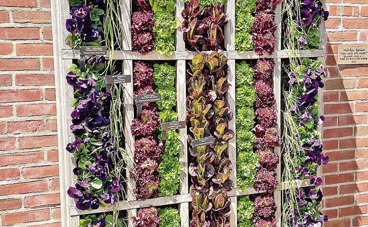 This is a vertical garden filled with purple pansies, chives and a variety of lettuce plants.