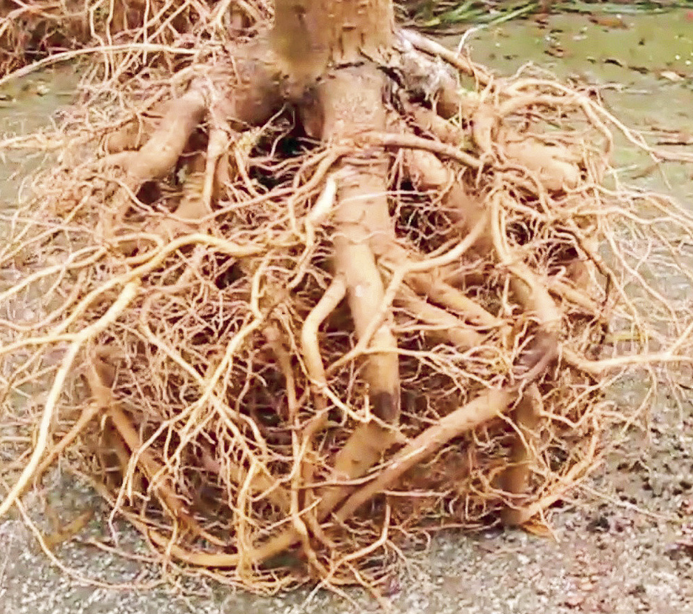Start with the root for tree success | Natchitoches Times