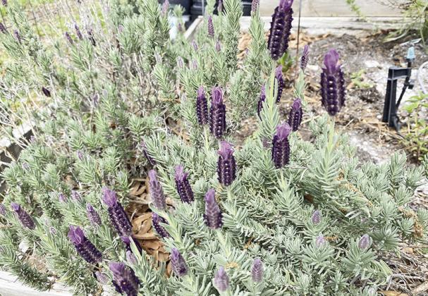 Lavender, with its calming and fresh aroma, is widely used for its soothing properties.