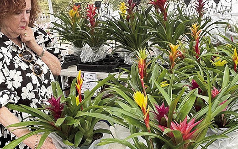 Hundreds spent Saturday morning in downtown Natchitoches shopping for beautiful plants, flowers and garden essentials along the charming brick streets. Pictured is a shopper perusing the colorful potted tropicals.