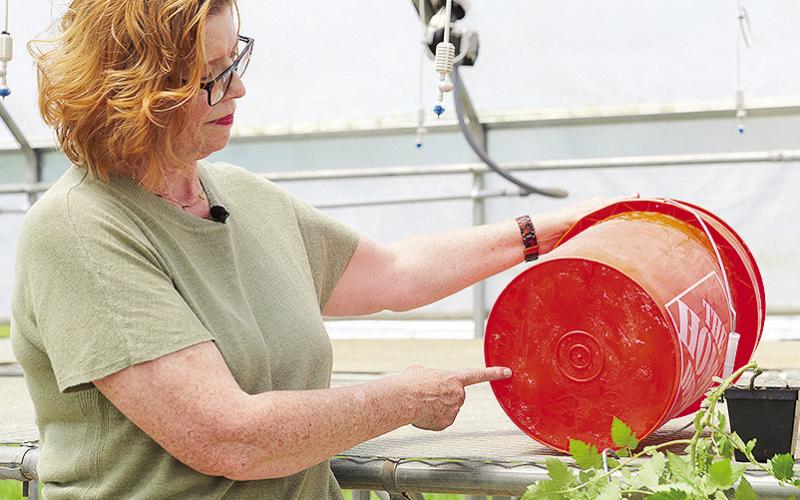 Christine Coker, LSU AgCenter vegetable specialist, says you can use pretty much any container for growing tomatoes. Even this 5-gallon bucket will work — just be sure to drill holes in the bottom for drainage. Photo by Olivia McClure/LSU AgCenter