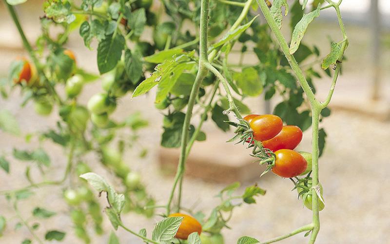 Celano is a tomato variety that does well in hanging baskets. Photo by Olivia McClure/LSU AgCenter