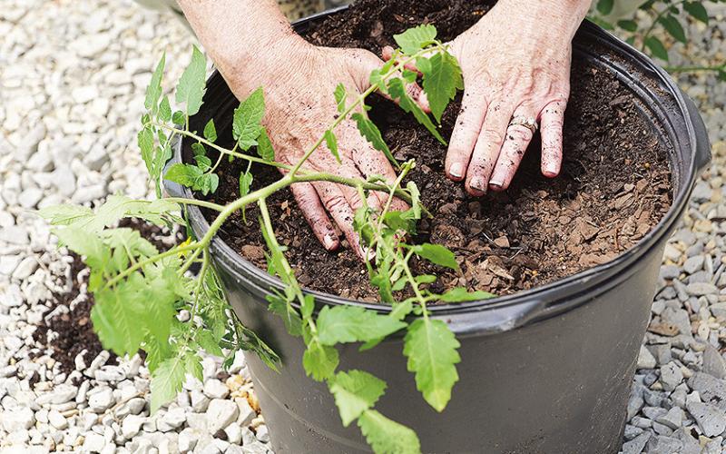 When planting tomatoes, bury them deeper than you would other vegetable transplants. Photo by Olivia McClure/LSU AgCenter