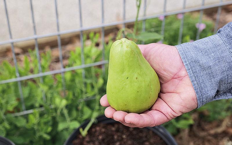 Mirlitons hold a special place in Louisiana’s culinary and horticultural heritage. Photo by Randy LaBauve/LSU AgCenter