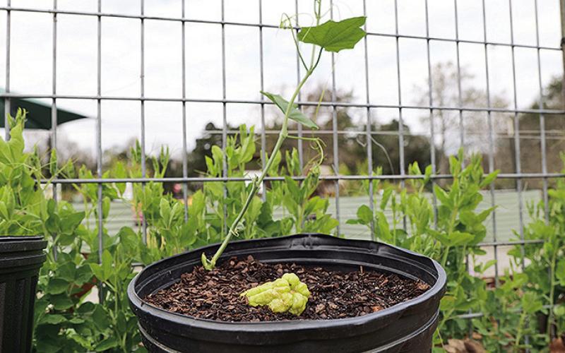 Mirlitons need a trellis or other support. Photo by Randy LaBauve/LSU AgCenter