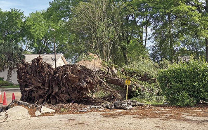 High winds ripped this large tree out of the ground Saturday afternoon in the 300 block of Rue Jefferson. Electrical service was interrupted but there was no serious damage to homes. Crews began clearing the debris Sunday morning.