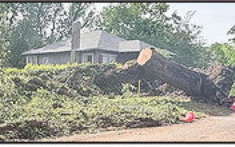 High winds ripped this large tree out of the ground Saturday afternoon in the 300 block of Rue Jefferson. Electrical service was interrupted but there was no serious damage to homes. Crews began clearing the debris Sunday morning.