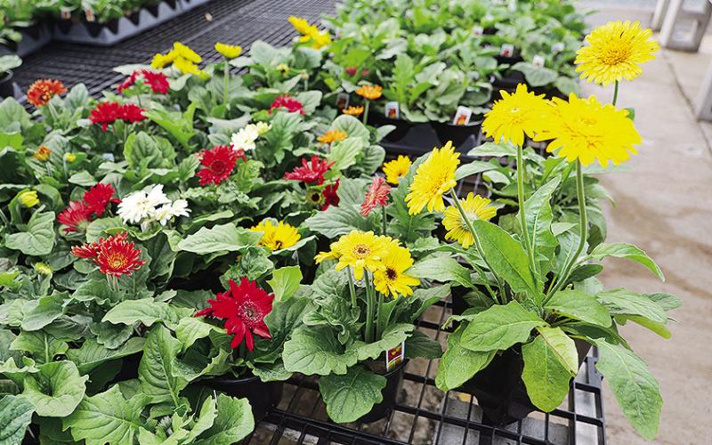 Plant gerbera daisies in full to partial sun.