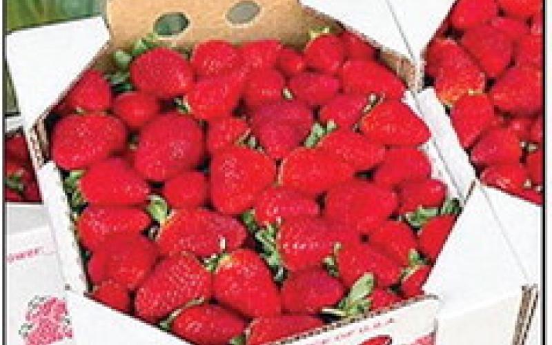 Louisiana Strawberry: small fruit, big impact, premiers March 3 on LPS