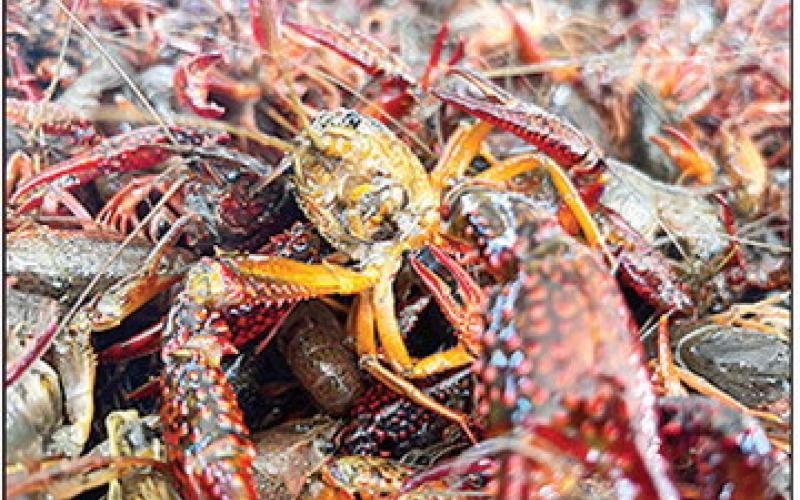 The crawfish industry is facing a labor shortage due to federal immigration caps.: Photo by James Simon/ Mais La Seafood
