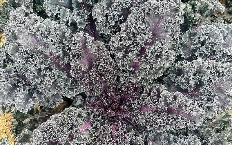 Rubybor kale with its outstanding flavor and beauty is a 2026 All-America Selections Gold Medal Winner in both the flower and vegetable category. Photo courtesy of All-America Selections