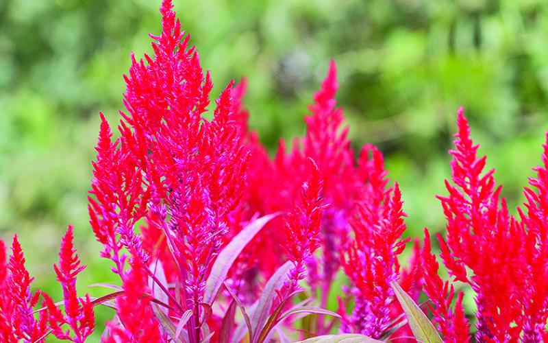 The fiery, plumelike blooms of Dragon’s Breath celosia stand out in warm-season landscapes. Photo by Olivia McClure/LSU AgCenter