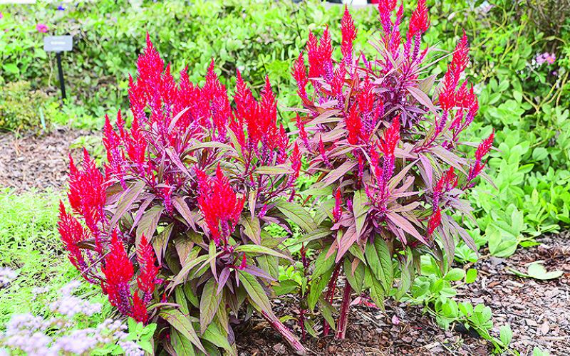 Dragon’s Breath celosia can grow to 20 to 24 inches tall and 12 to 18 inches wide. Photo by Olivia McClure/LSU AgCenter