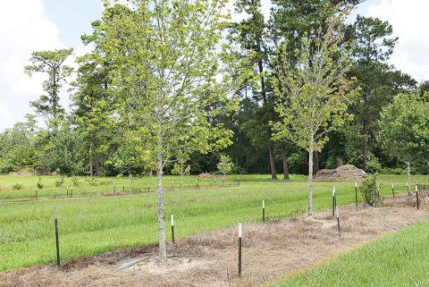 Staking can provide stability for newly planted trees.
