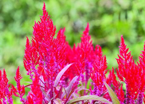 The fiery, plumelike blooms of Dragon’s Breath celosia stand out in warm-season landscapes. Photo by Olivia McClure/LSU AgCenter
