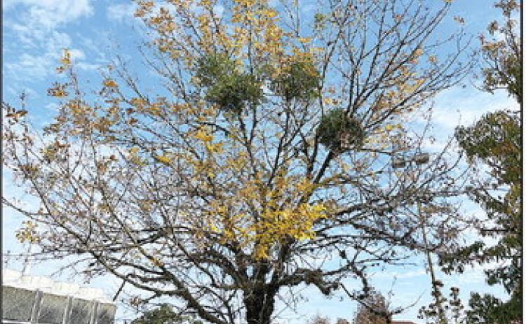 Mistletoe is seen in a tree on the LSU campus. Photo by Anna Ribbeck/LSU AgCenter