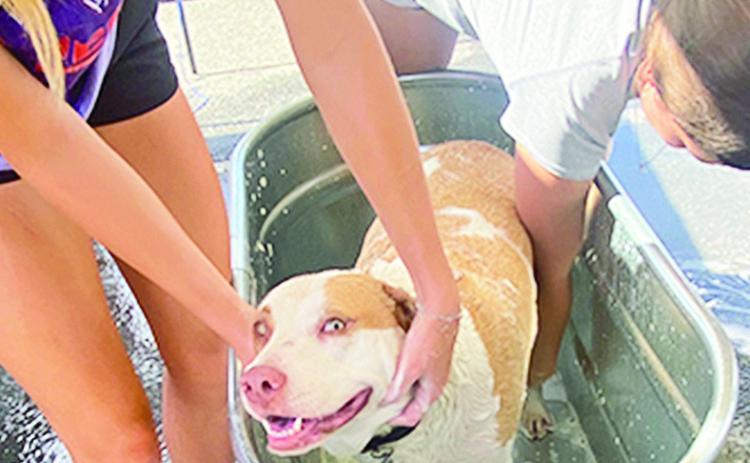 Northwestern State Women’s Soccer Team volunteered to bath lots of pets Saturday during the monthly FAUNA Bath the Dog event to raise funds for the numerous homeless animals in the community. A shout out also goes to the Vet Tech Nail clippers and other volunteers who showed up to set up and tear down the Bay &amp; Nail Clipping Fundraiser at Tractor Supply. The next FAUNA bath the dogs day is Aug. 9, from 9 a.m. to 1 p.m. See more photos Page 3B.