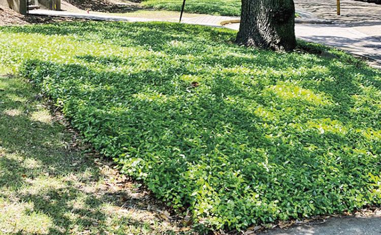 Asiatic jasmine can be used in shaded areas as an alternative to traditional turfgrasses. Photo by Heather Kirk-Ballard/LSU AgCenter