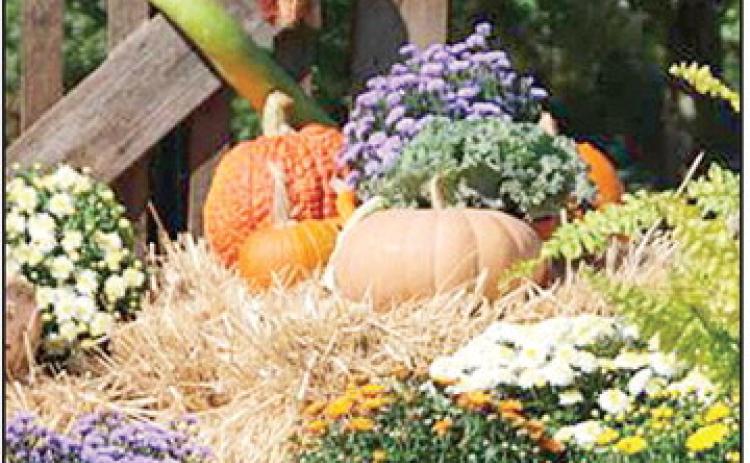 An autumn display of mums, straw bales, pumpkin and ornamental squash dress up this landscape.