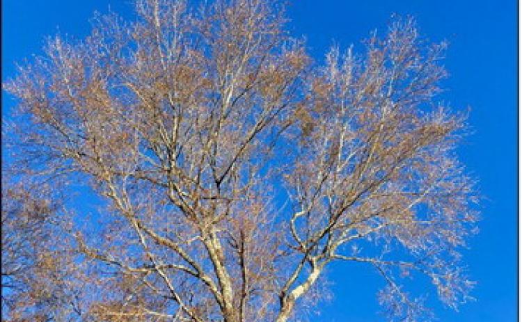 Frozen ice on willow oak. Woody plants do not suffer much from ice or freezing temperatures.