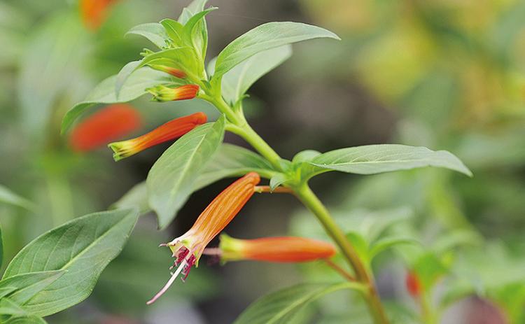 Vermillionaire cuphea’s tubular flowers are the perfect shape and size for hummingbirds’ long beaks and tongues, allowing them to access the plant’s abundant nectar. Photo by Olivia McClure/LSU AgCenter