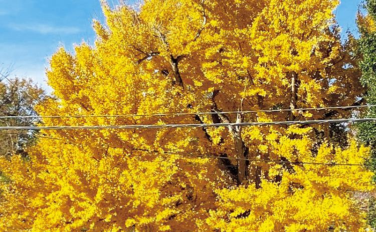 This beautiful tree was spotted Thursday, December 12, off Rue Ragan in the Historic Natchitoches. Ginkgo biloba, commonly known as ginkgo, is a non-native tree that shines bright yellow in the fall. Its typical height is 66 to 115 feet. Photo by Liz Durr