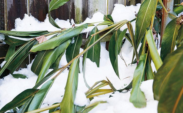 Leave as much stem as possible when pruning back freeze-damaged tropical plants like this ginger. Try to remove only about one-third of the height of the plant. You also can remove frozen leaves.