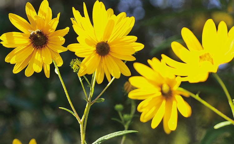 Swamp sunflower’s golden-yellow flowers appear from early to midfall in Louisiana