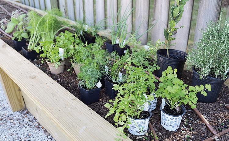 Many herbs can be grown during the cool season in Louisiana. Photo by Randy LaBauve/LSU AgCenter