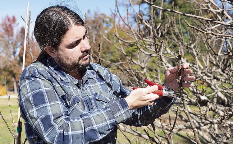 LSU AgCenter fruit and nut specialist Michael Polozola prepares to take a cutting from a fig tree.
