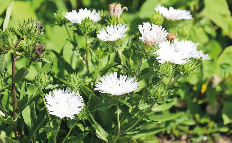 Stokes’ aster is a native plant that attracts pollinators