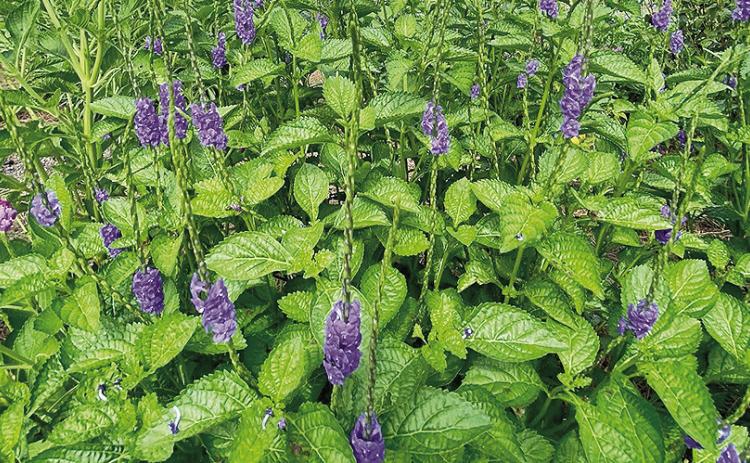 Porterweed is a great nectar source for pollinators. Photo by Ashley Hickman/ LSU AgCenter
