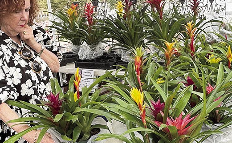 Hundreds spent Saturday morning in downtown Natchitoches shopping for beautiful plants, flowers and garden essentials along the charming brick streets. Pictured is a shopper perusing the colorful potted tropicals.
