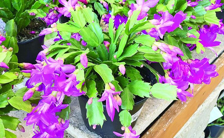 The Thanksgiving cactus has toothed or jagged segments and typically blooms earlier than the Christmas cactus. Photo courtesy of MelindaMyers.com