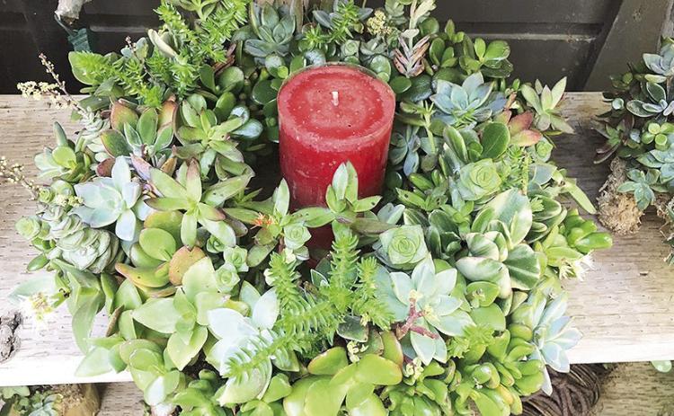 A succulent wreath placed around a candle makes a festive holiday centerpiece. Photo by Melinda Myers