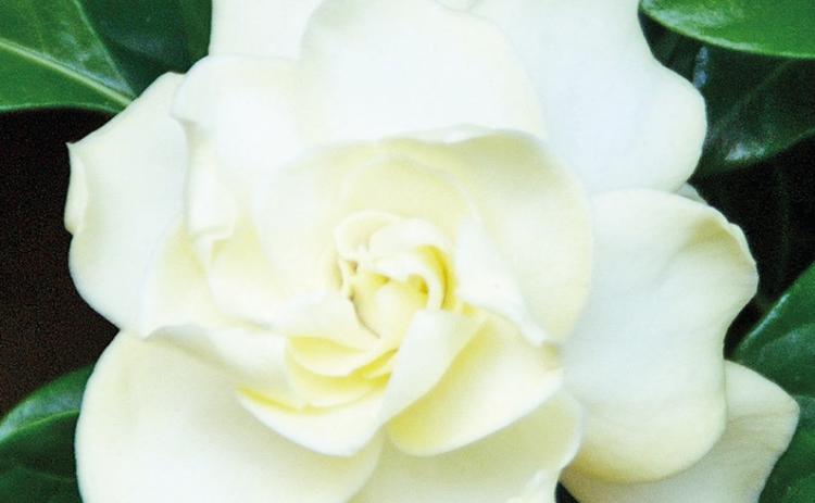 Fragrant plants, like gardenias, add beauty indoors, boost mood, and promote relaxation.