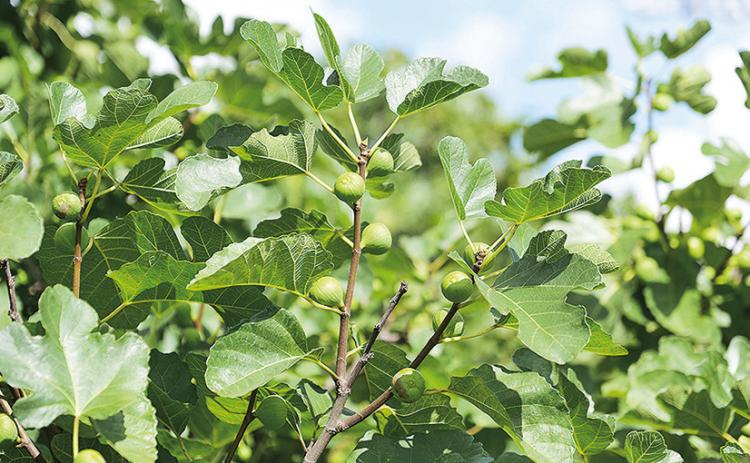 Figs will soon be ripening across Louisiana. Photo by Olivia McClure/LSU AgCenter