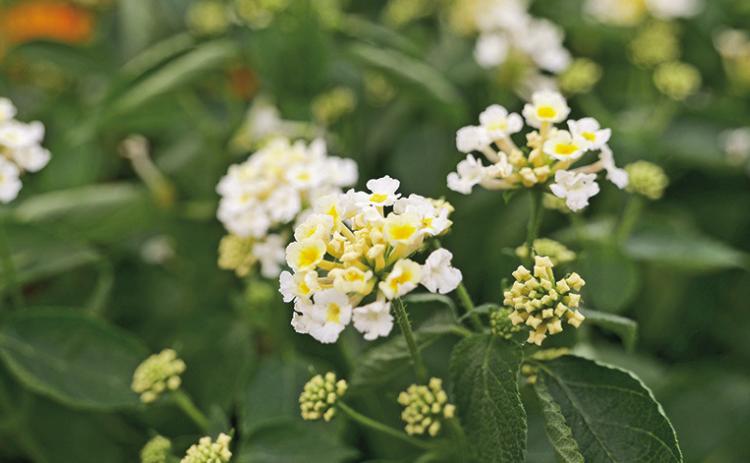 Lantana is a tried-and-true favorite for Louisiana gardens in the warm season.