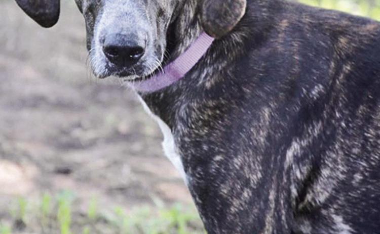 FAUNA Pet of the Week