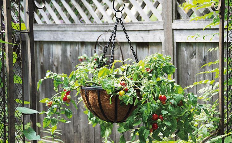 If gardening space is limited, grow tomatoes in hanging baskets or containers.