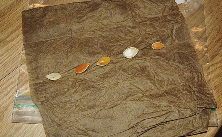 Seeds, a damp paper towel, and a plastic bag are all you need to test the viability of stored seeds.