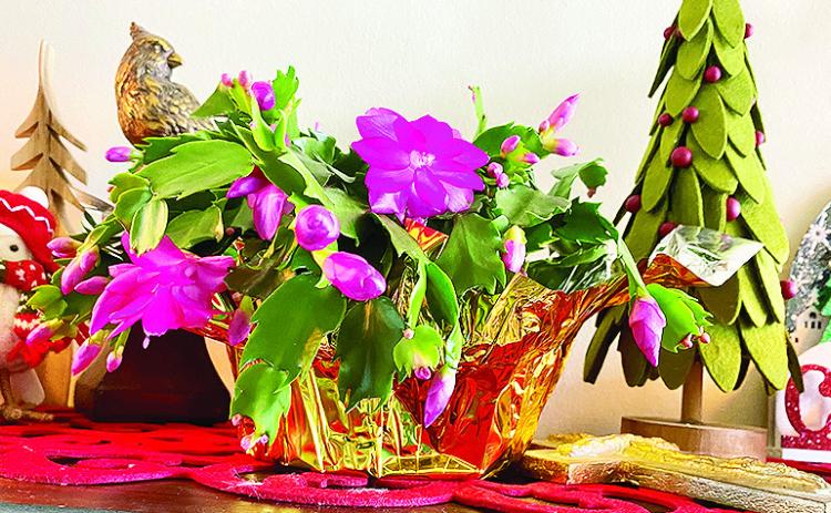 Holiday cacti come in a variety of colors. Hot pink is fun for the holidays.