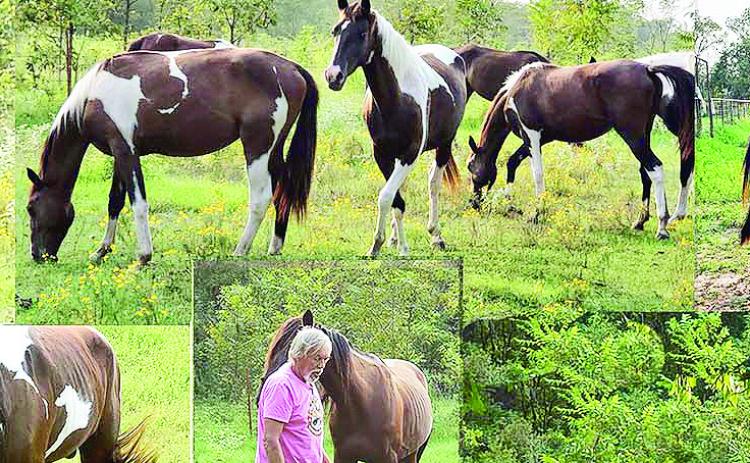 Oral History of Butte Tribe – A Gift from Grandma Fee