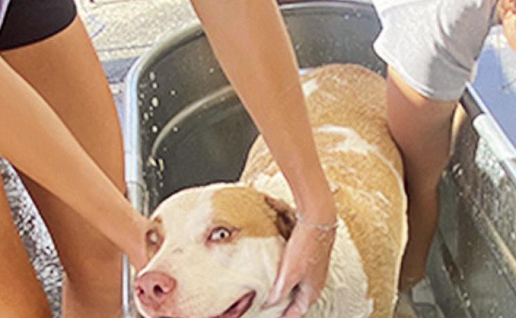 The next FAUNA bath the dogs day is Aug. 9, from 9 a.m. to 1 p.m. at Tractor Supply on South Drive.
