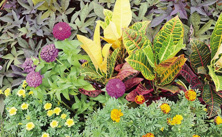 Crotons, marigolds and zinnias can help smooth the transition from summer to fall in the Louisiana garden. LSU AgCenter file photo
