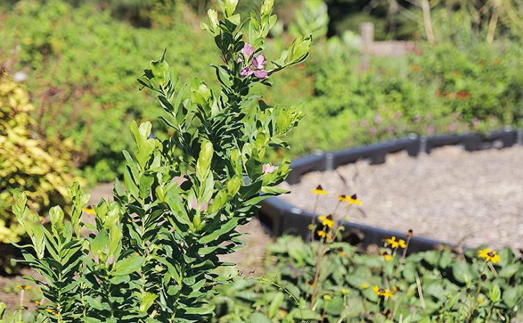 This is the time of year for planting flowering perennials such as obedient plant, at left, and black-eyed Susans, at right in background. Photo by Randy LaBauve/LSU AgCenter
