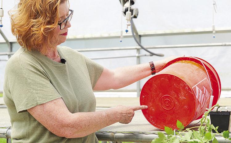 Christine Coker, LSU AgCenter vegetable specialist, says you can use pretty much any container for growing tomatoes. Even this 5-gallon bucket will work — just be sure to drill holes in the bottom for drainage. Photo by Olivia McClure/LSU AgCenter