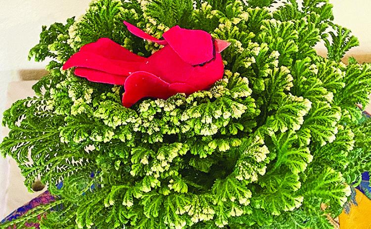 The white-tipped, scalelike leaves of Frosty Fern (Selaginella) are one of the reasons this plant has become a holiday favorite.