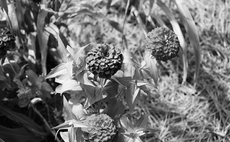 Zesty zinnias are a Louisiana Super Plant and an excellent fall shoulder crop option. Photo by Randy LaBauve/LSU AgCenter