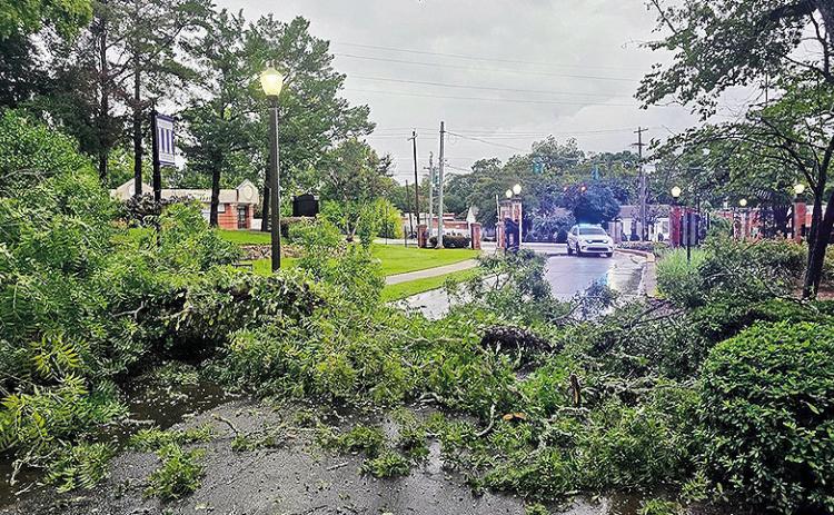 The southbound lane of Central Avenue at University Parkway was shuttered Wednesday night when a large tree fell across the road blocking traffic and closing NSU’s Central Ave. gate. Natchitoches parish has experienced heavy rains over the last several days. High winds and heavy rain combined can create a perfect storm for tree-related hazards. Saturated soil makes it easier for trees to uproot and strong winds can break branches or topple entire trees.